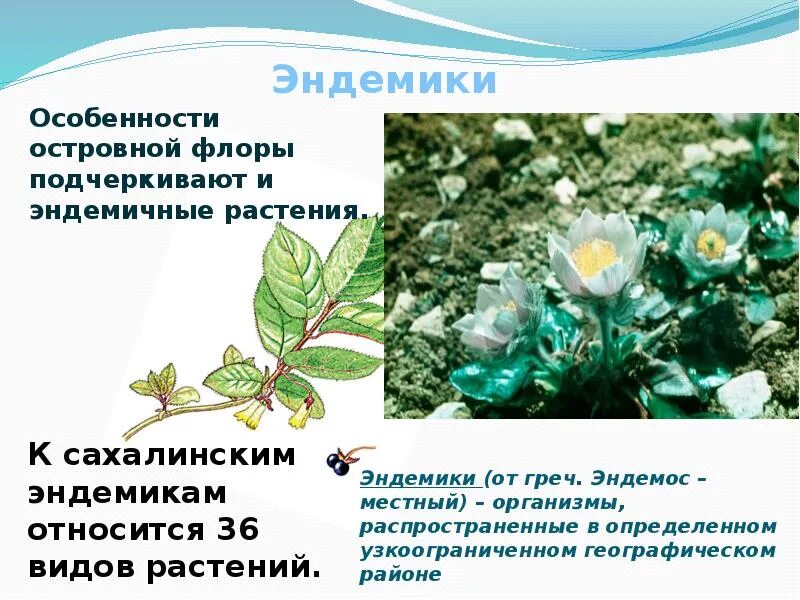 Pulsatilla multifida flavescence. Эндемики сахалина. Эндемики сахалина. Амурский осетр. Миякея цельнолистная (miyakea integrifolia).