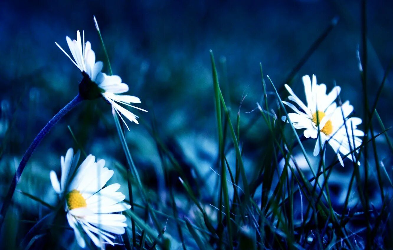 Цветение ромашки. Ромашка отцвела. Белые ромашки. Сон белые ромашки. Ромашка для сна.