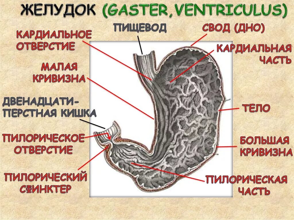 Какие отделы имеет желудок. Желудок строение анатомия пилорическая часть. Свод желудка анатомия латынь. Строение желудка тело свод. Малая кривизна желудка.