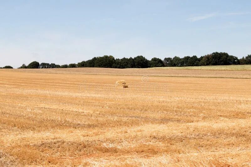 Fields area. Mowed field. Field area and Sky.