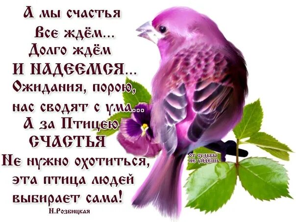 Птица счастья завтрашнего дня. Выбери меня птица счастья завтрашнего дня. Птица счастья завтрашнего дня текст. Птица счастья завтрашнего дня картинки.