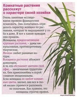 Расскажи какой цветок
