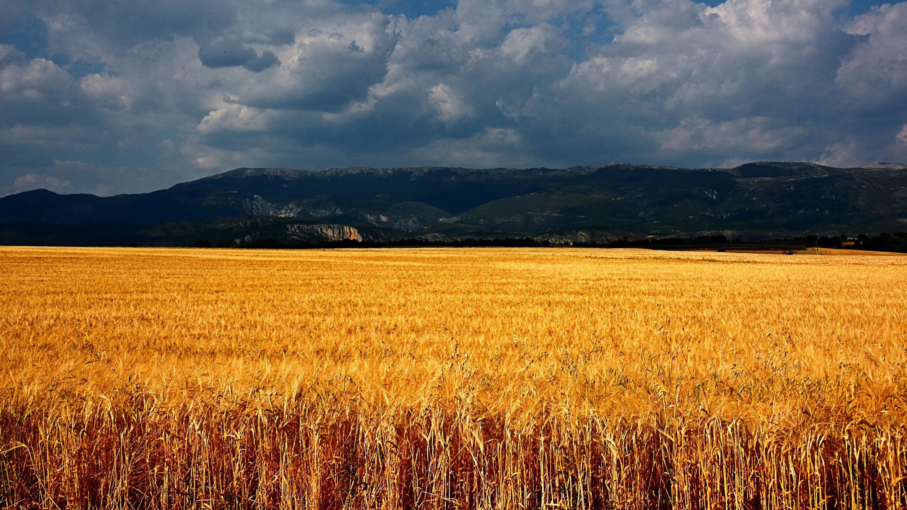 Поле ба. Штат Канзас поля. Хлебные поля Краснодарского края. Пшеничный штат Канзас. Пшеничное поле Кисловодск.