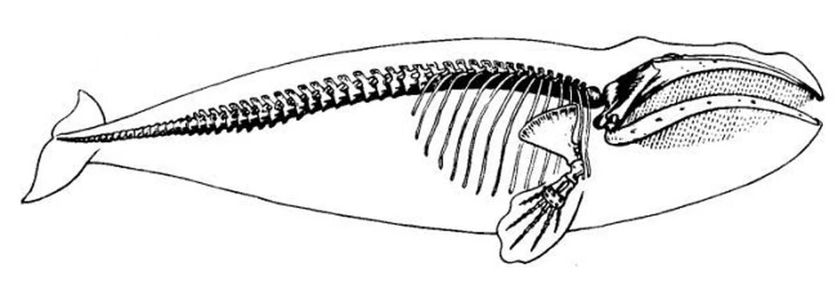 Тип симметрии щуки. Гренландский кит скелет. Строение скелета кита. Скелет плавника кита. Скелет герландскогокита.