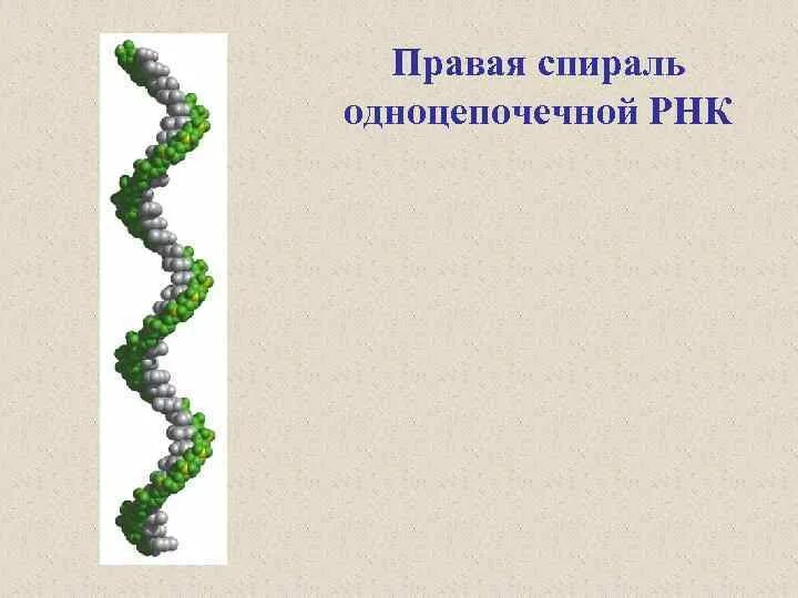 Одноцепочная молекула РНК. Спираль РНК. РНК одинарная спираль.
