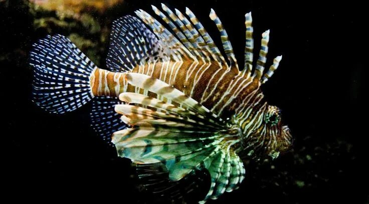 Ocean Creature: Puffer Fish Facts: The Puffer Fish as soon as it is touched it d