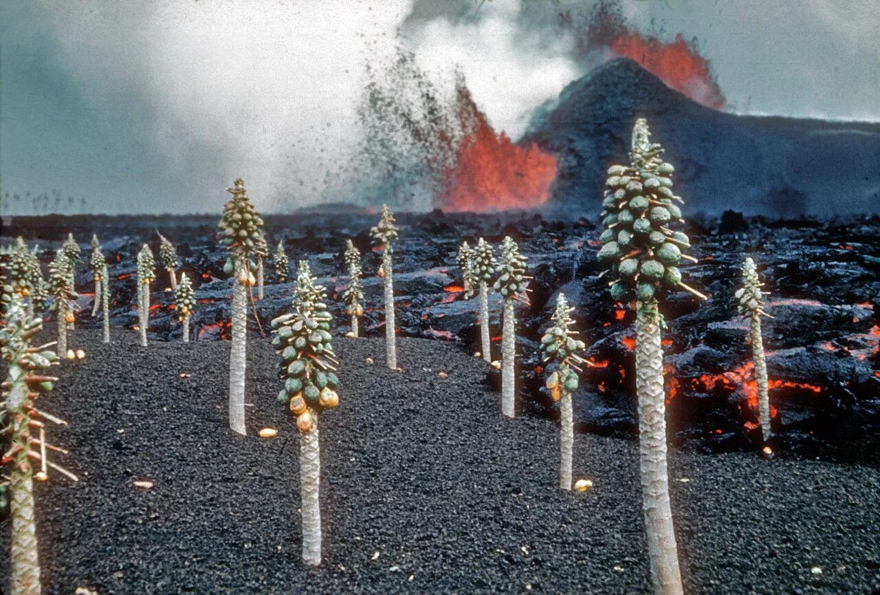Lava spruce