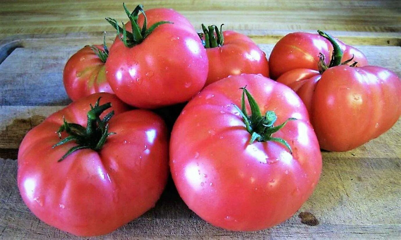 Сохатый лось байкал. Безрогий лось. Лось дальневосточный. Помидоры сорта лось. Восточносибирский лось.