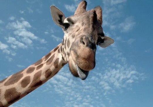 Я вижу твоего жирафа. Смешной Жираф. Фото жирафа прикольные. Жирафы смешные фото. Жираф прикол.