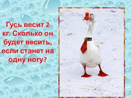 Сколько весит гусь