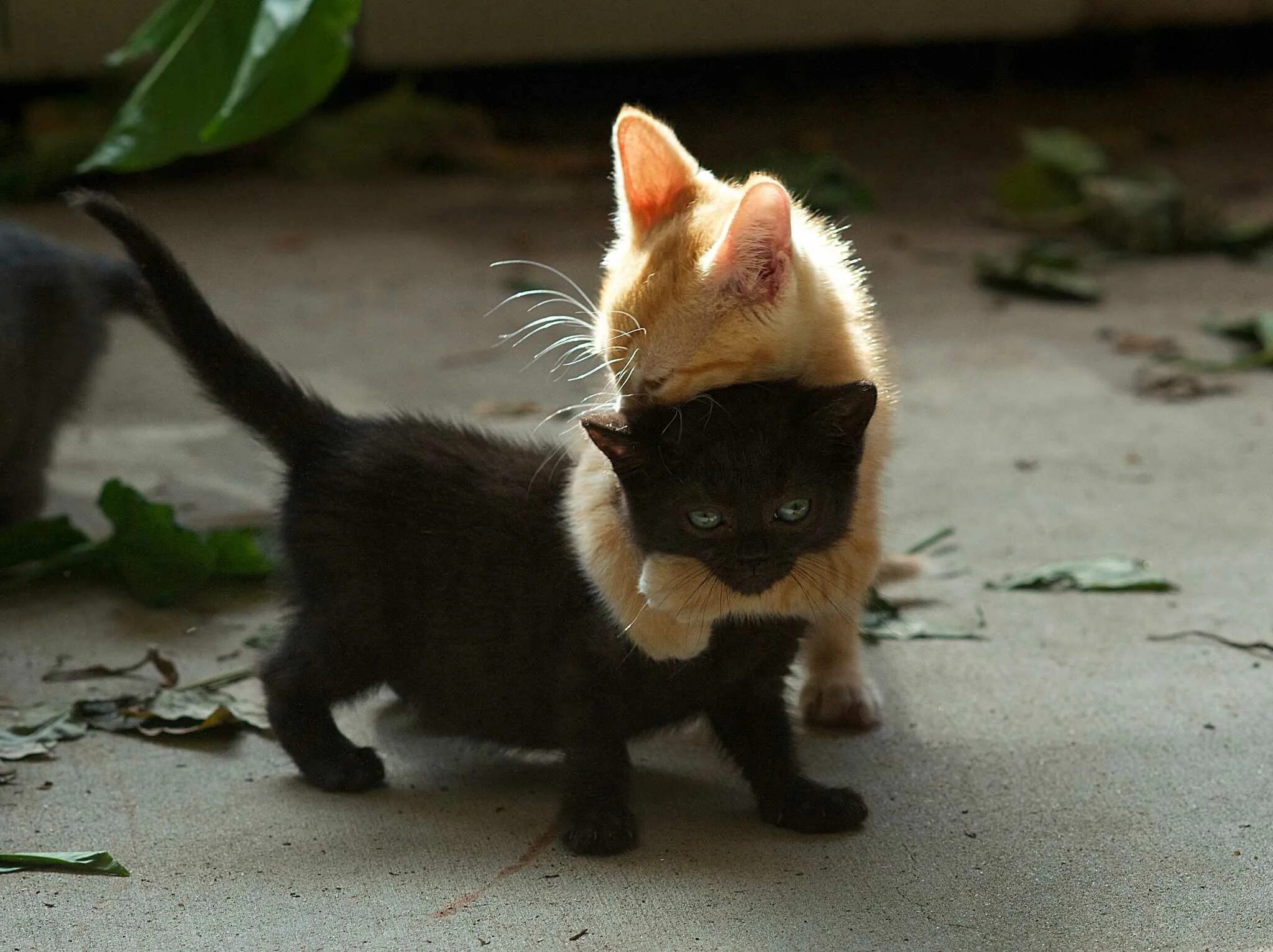 Никуда не деться слушать. Рыжий и черный котенок. Коты обнимаются. Рыжий и черный котик. Котик обнимашка.