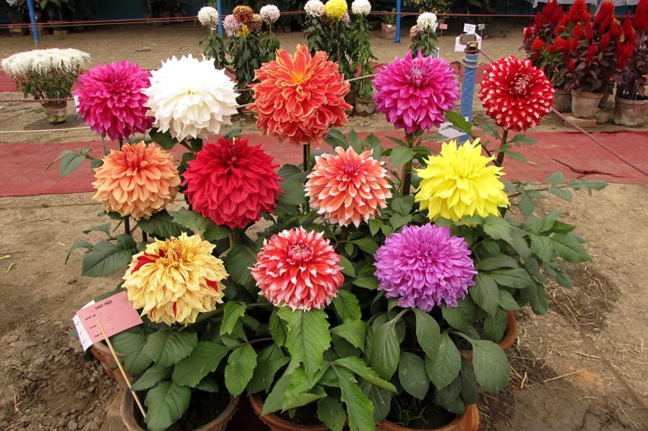 Георгины многолетние посадка и уход. Георгин dahlia variabilis. георгины однолетние крупноцветковые. пионовидные георгины. георгины кустовые низкорослые.
