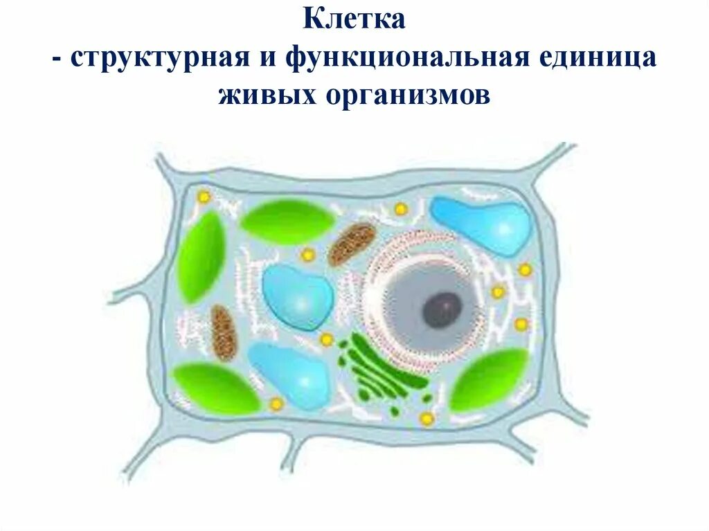 Строение растительной клетки рисунок без подписей. Строение растительной клетки рисунок. Биология строение растительной клетки. Схема растительной клетки с обозначениями.