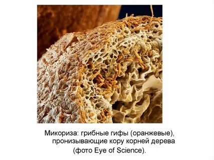 Нить корень