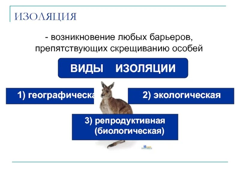 Одним из видов помочей и особых