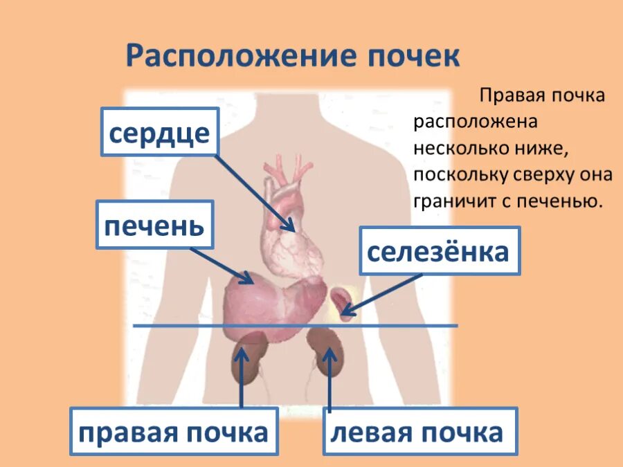 Местоположение почек в организме