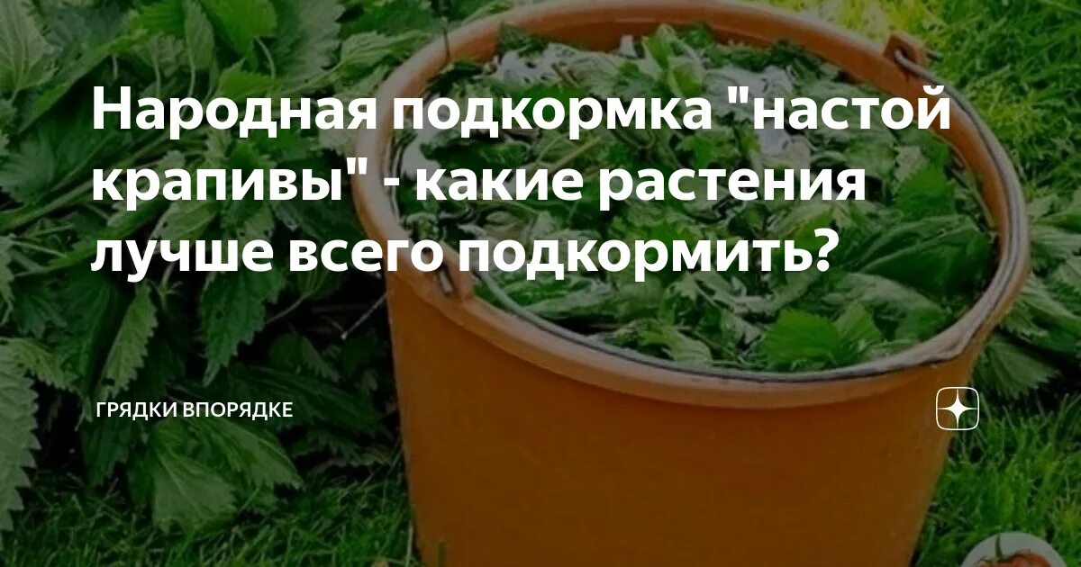Полив огурцов хлебным настоем. Настой из крапивы для подкормки растений. крапива для огурцов. крапива как удобрение. крапива подкормка для помидор.