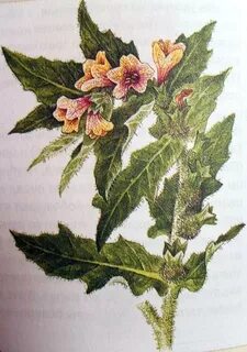 Масло белена