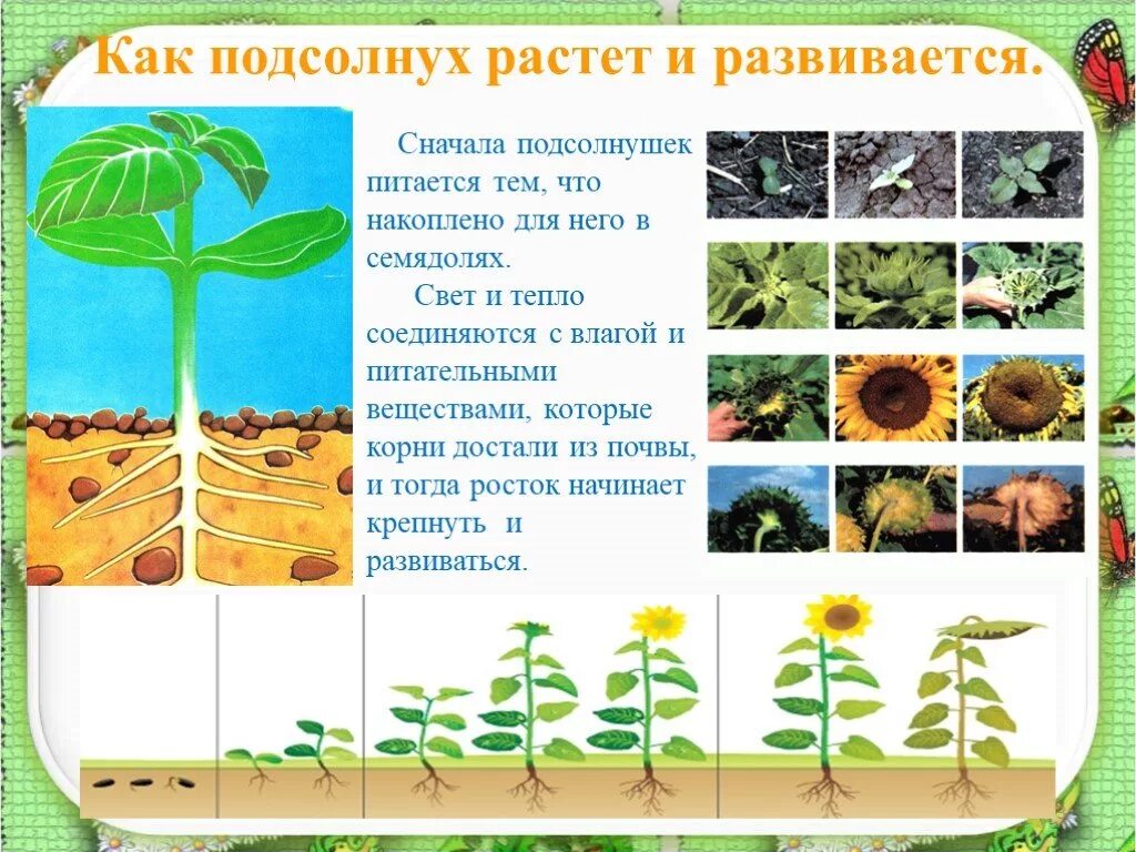 Сколько растут семечки. Как растет подсолнечник. Как растет подсолнух. Подсолнух как растет и развивается. Как растет подсолнух этапы.