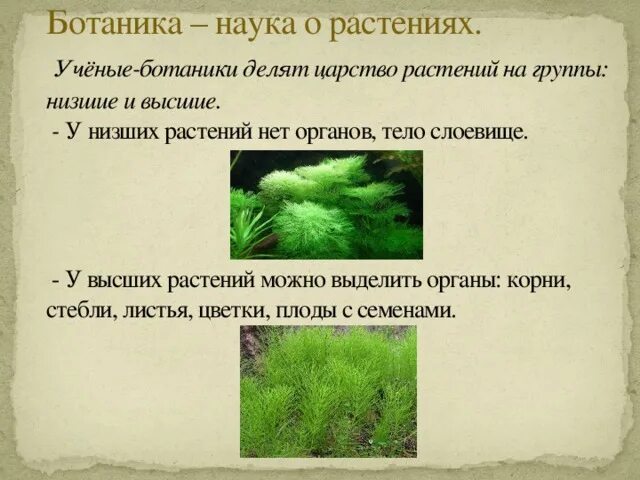 Из предложенного списка выберите низшие растения. Ботаника наука о растениях. Высшие растения и низшие растения. Ученые – ботаники делят царство растений на группы. Низшие растения делятся на группы.