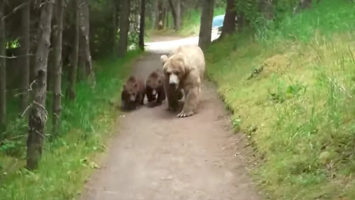 Покажи видео про медведей
