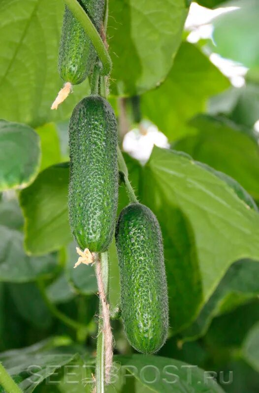 огурец стартап