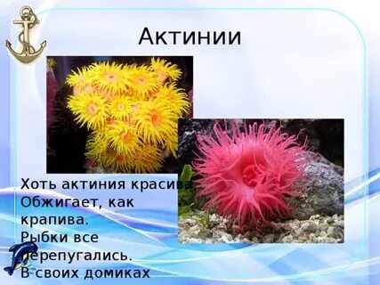 К какому классу относится актиния