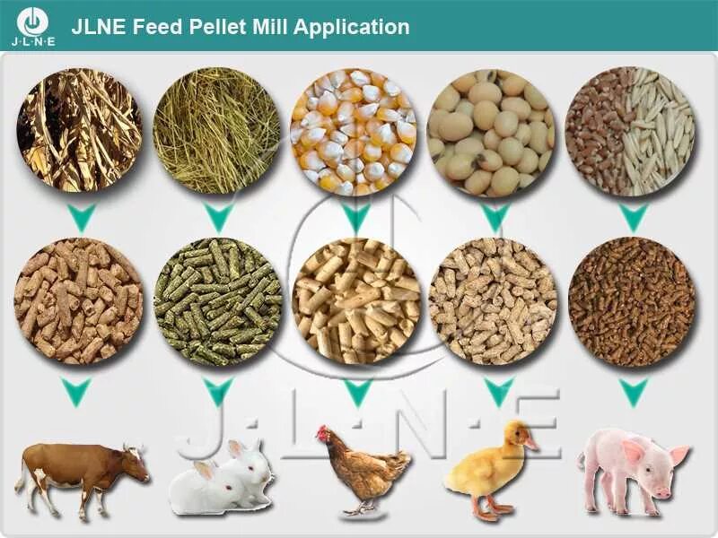 Feed. Animal Feed Pellets. Probiotics for Poultry. Animal Feed Production.