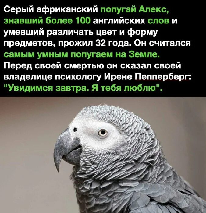 самый умный попугай. попугай задачи по математике. попугай капитана сильвера знает слова. как научить попугая говорить волнистого. стихотворение про попугая для детей.