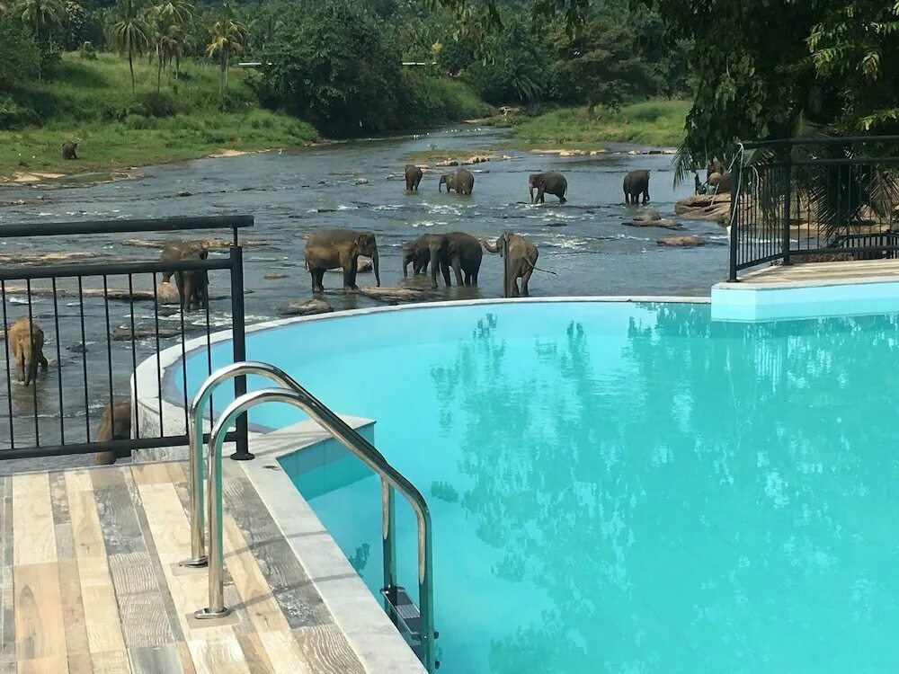 Шри ланка бассейн. Elefant Hotel Шри Ланка. Elephant Bay Hotel Шри. Шри Ланка отель со слоном. Пиннавела. Hotel Elephant Bay.
