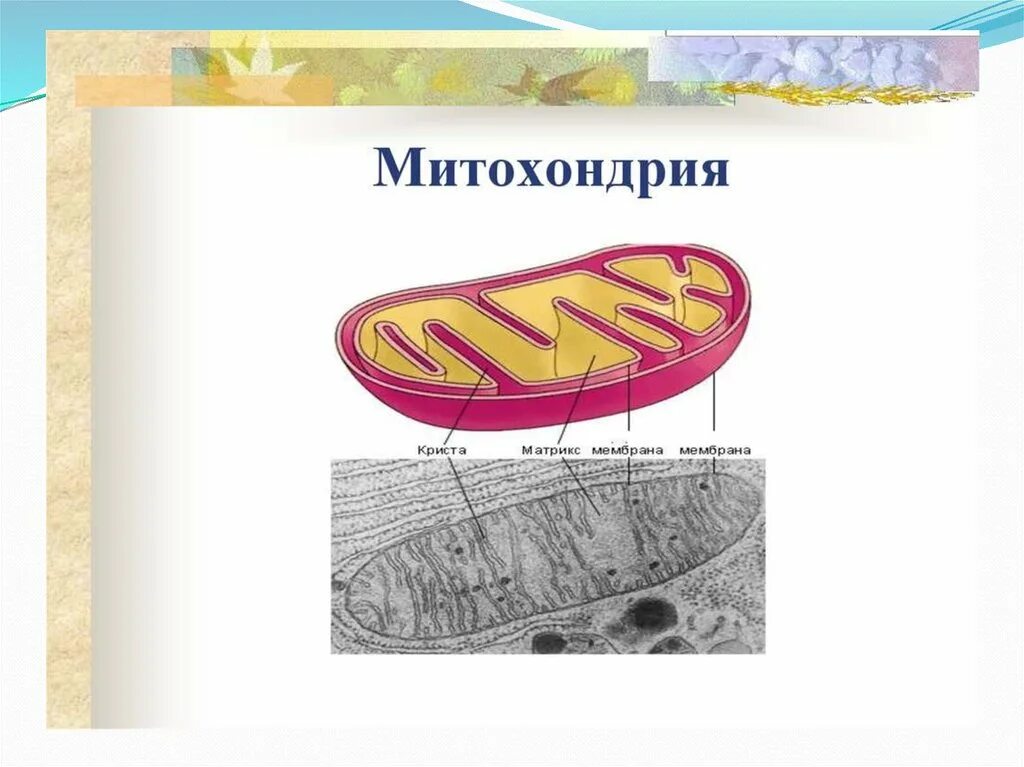 Митохондрии огэ. Строение матрикса митохондрий. кристы и матрикс митохондрий. двухмембранные митохондрии. митохондрия мембрана матрикс.