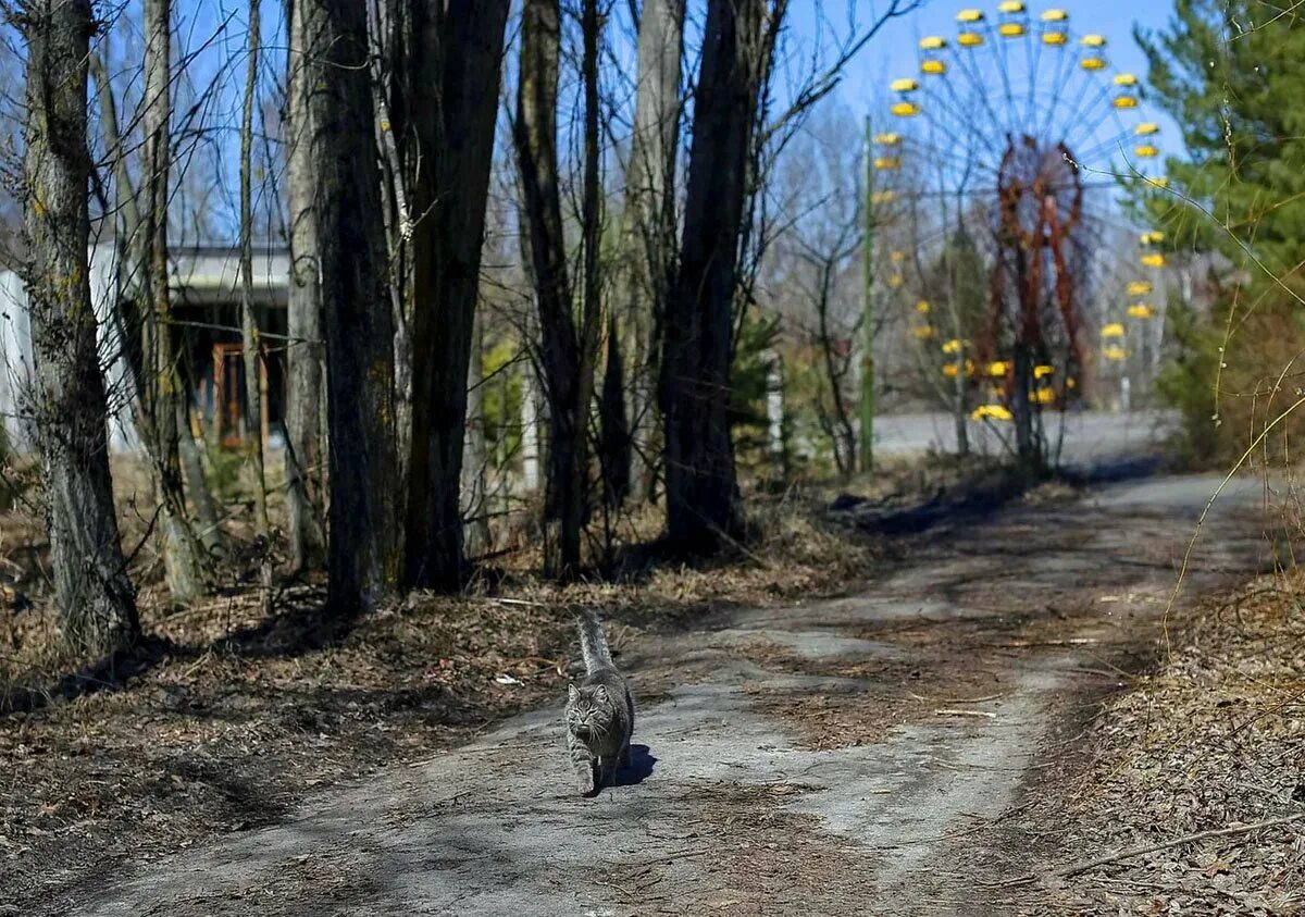 Chernobyl zone. Припять Чернобыль ЧАЭС зона отчуждения. Зона отчуждения город Припять. Чернобыль зона отчуждения город Припять. Рыжий лес Припять 1986.