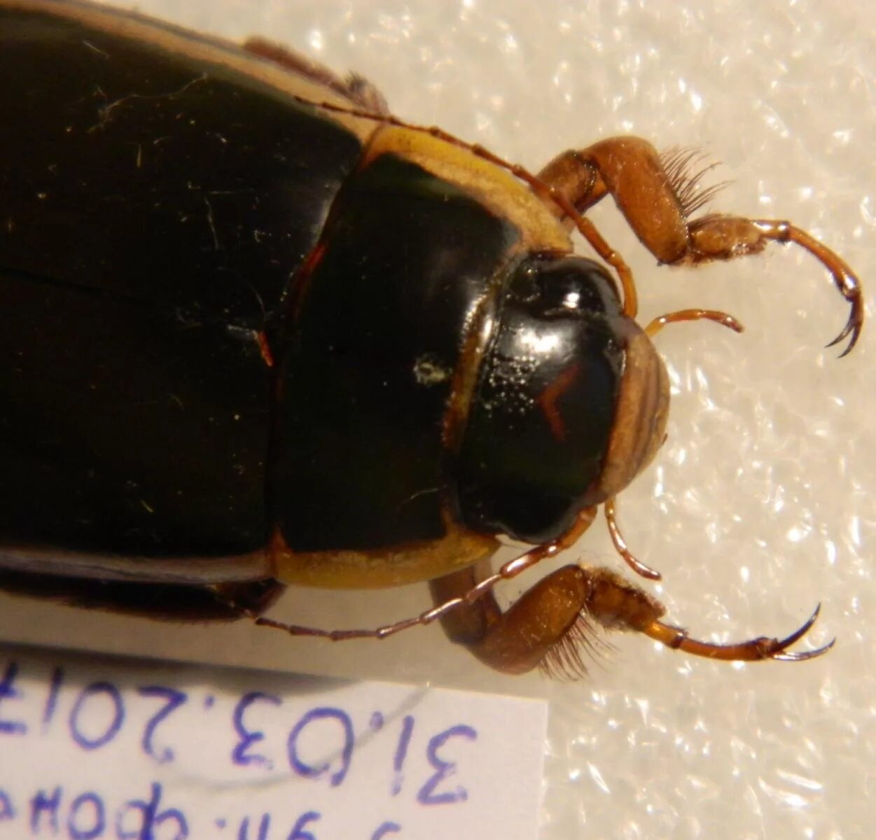 Определение жучка. Маленькие жуки летом. Лев николаевич толстой жучка и кость. Нельзя обижать животных текст. Маленькие оранжевые жучки.