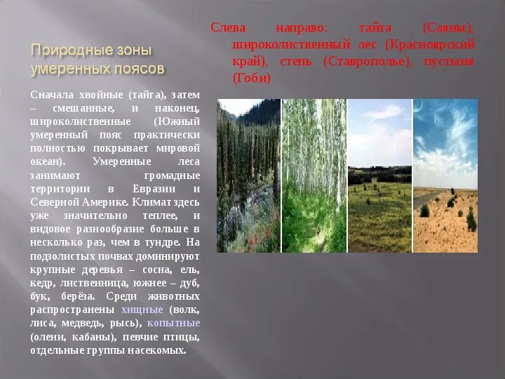 Осадки в лиственных лесах. Климатический пояс лесных зон. Природная зона тайга географическое положение. Климатический пояс лесных зон. Лесные зоны тайга.
