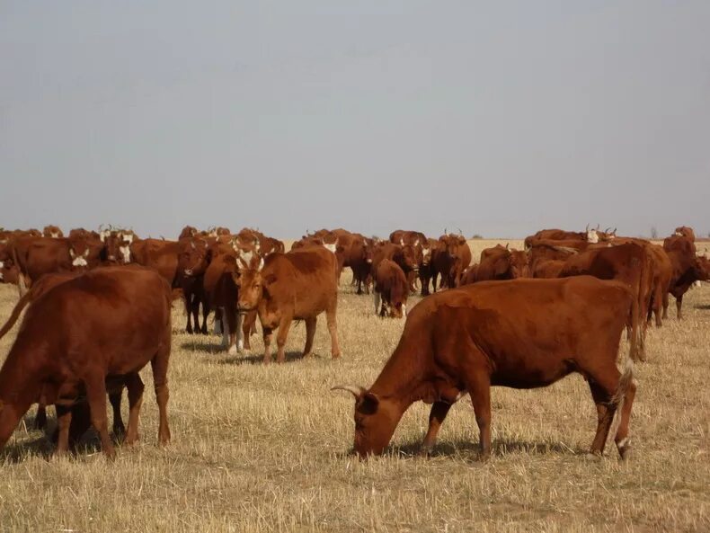 выпас крупного рогатого скота калмыкии. сельское хозяйство калмыков. сельское хозяйство республики калмыки. сельское хозяйство в степи. сельское хозяйство калмыков.