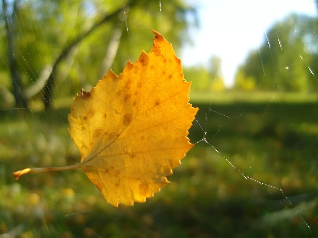 Летящие по ветру листья. Берёза листья. Листья березы осенью. Осенний листок березы. Березовый лист.
