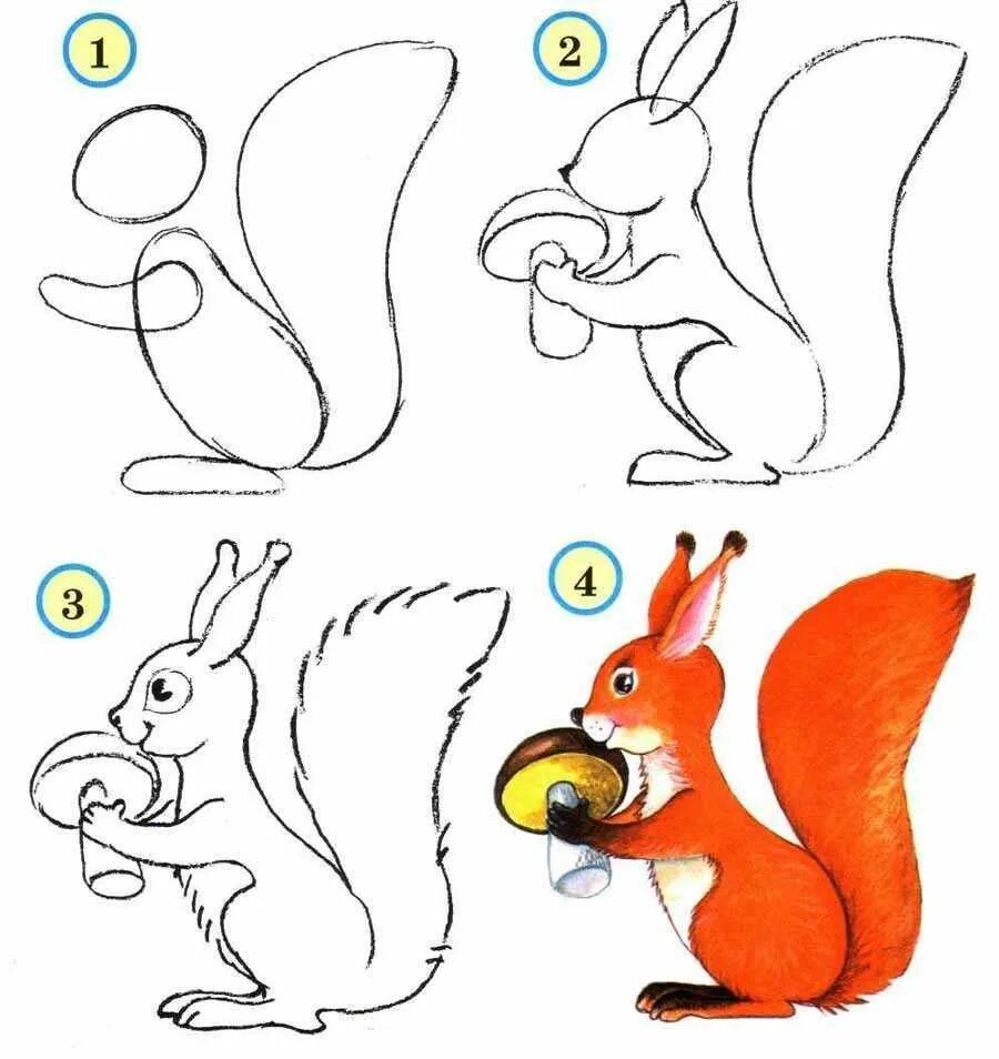 Белка рисунок сбоку хвост белки. Схема рисования белка для малышей. Как нарисовать белку. Поэтапное рисование белки. Как нарисовать любое животное