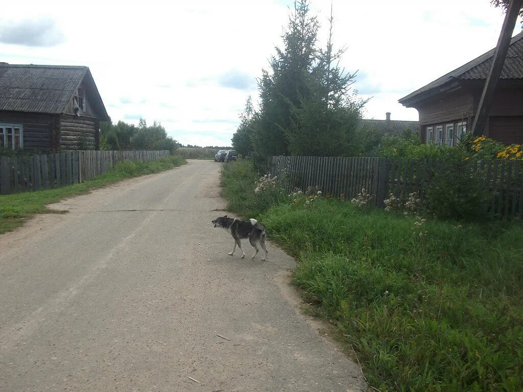 Деревня Пестово Новгородская область. Деревня Пестово Вологодская область. Майское сельское поселение (Вологодская область). Вологда деревня Пестово.