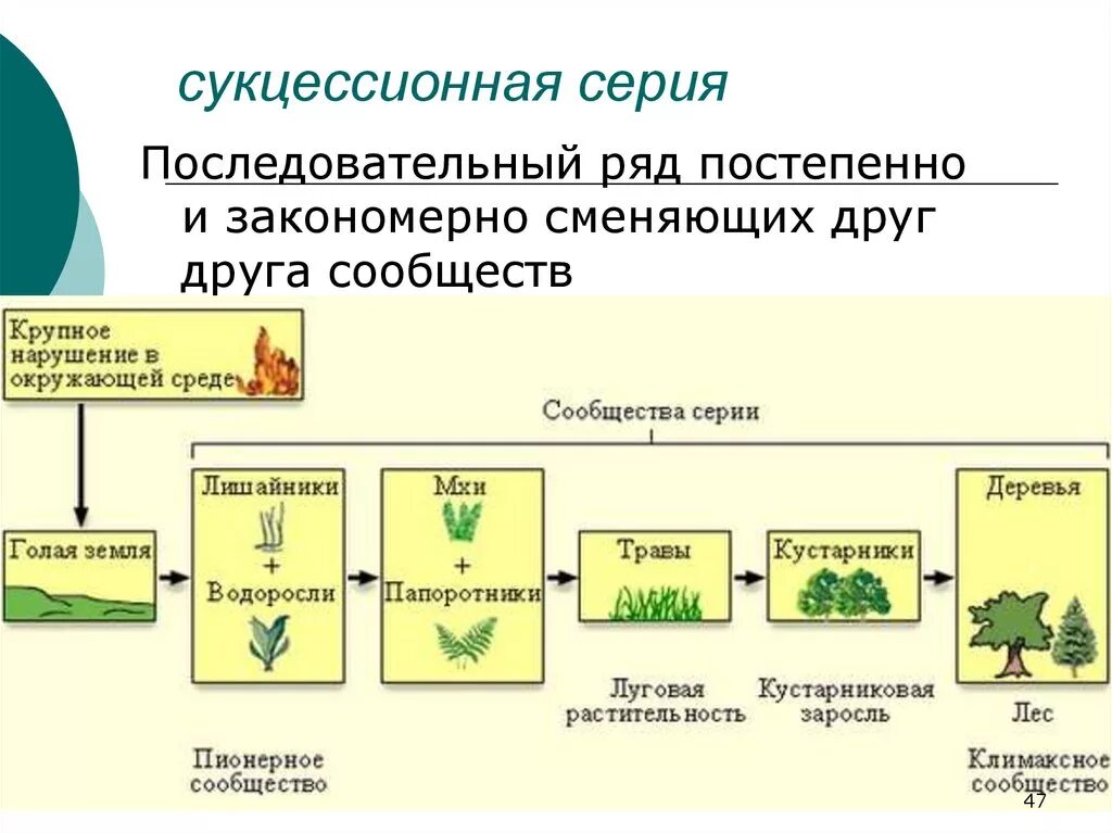 Схема изменений сукцессии. Этапы первичной сукцессии примеры. Развитие экосистем: сукцессии, этапы сукцессии.. Схема смены вторичной сукцессии.