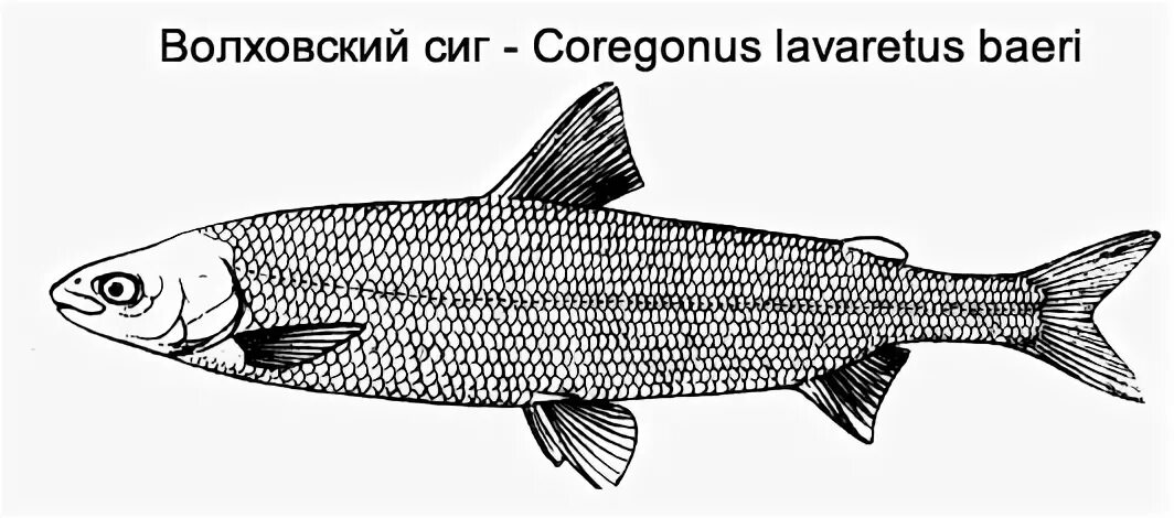 волховский сиг. обыкновенный сиг (coregonus lavaretus). чир сиг муксун. волховский сиг красной книги. волховский сиг.
