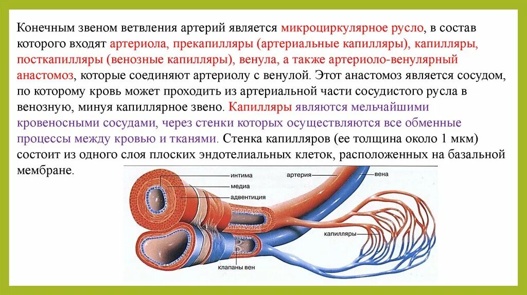 Строение артерии вены и капилляры. Строение стенки сосудов физиология. Строение вены человека анатомия. Анатомия и физиология артерий и вен. Артерии и вены функции