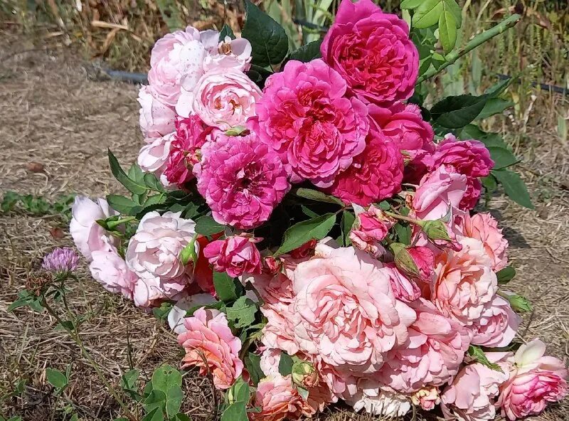 питомник роз успех каталог. питомник роз успех каталог. питомник роз успех каталог. питомник роз в воскресенске. питомник роз успех каталог.