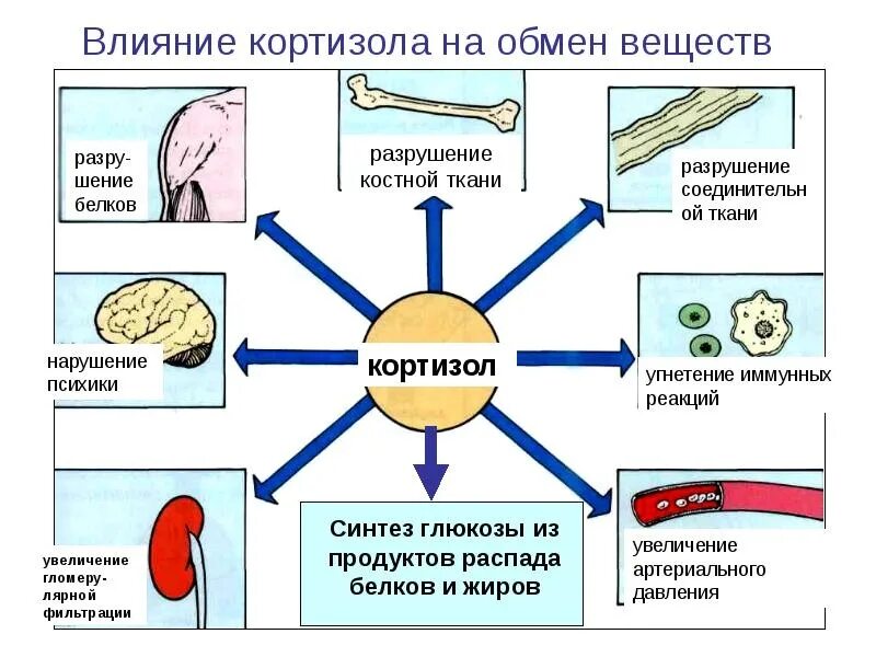 Какой гормон содержится. Кортизол влияние схема. физиологические эффекты кортизола. кортизол схема действия. влияние гормонов на обменные процессы.