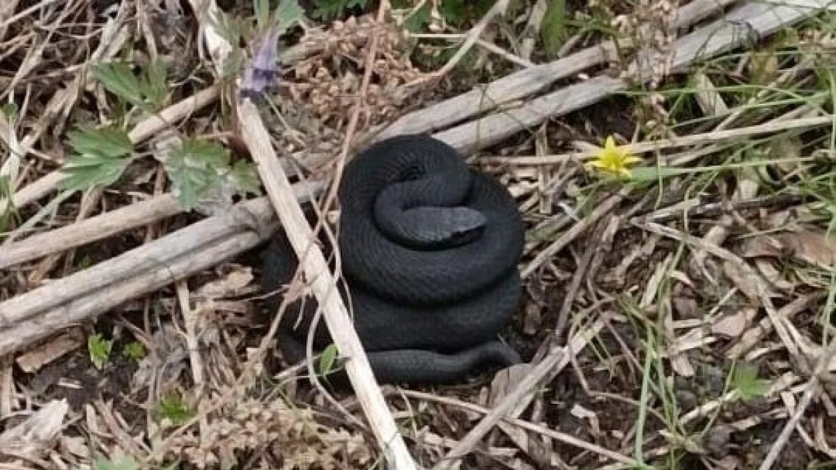 Гадюка никольского (vipera nikolskii). Уж обыкновенный хмао. Полоз меланист. Гады змеи. Черный гад.