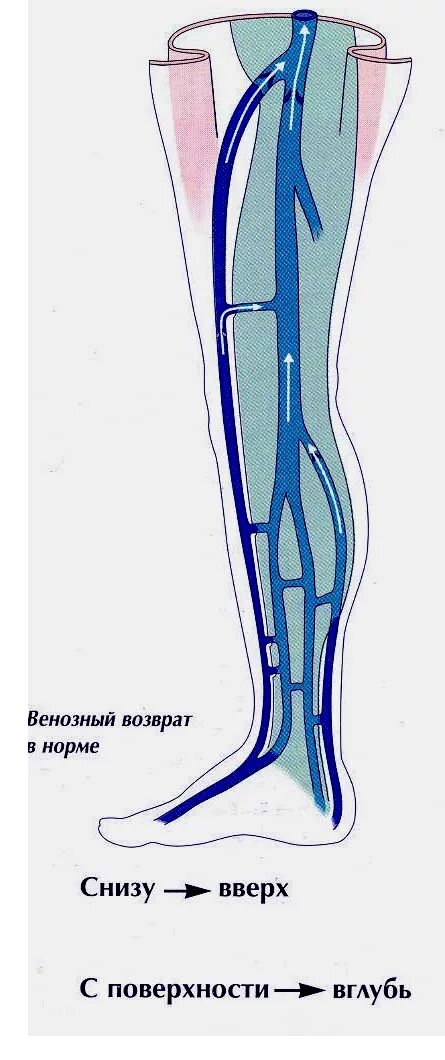 Перфорантные вены нижних конечностей анатомия. Суральные вены голени анатомия. Перфорантные вены голени анатомия. Схема вен нижних конечностей.