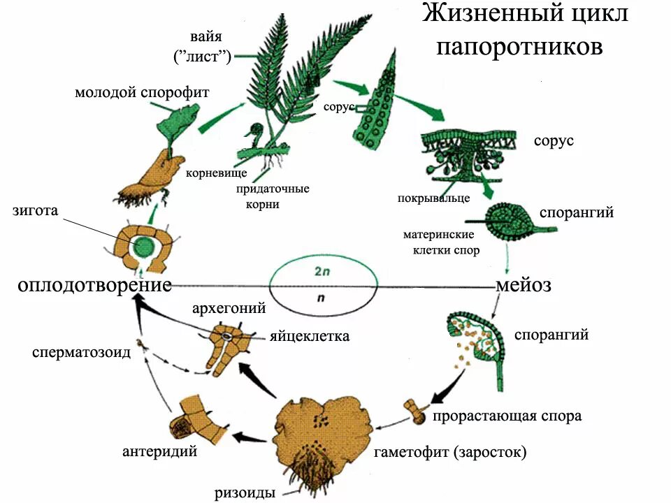 Цикл развития папоротника спорофит и гаметофит. Жизненный цикл развития папоротника схема. Жизненный цикл папоротника схема спорофит. Цикл развития спорового растения схема. Мох сфагнум гаметофит