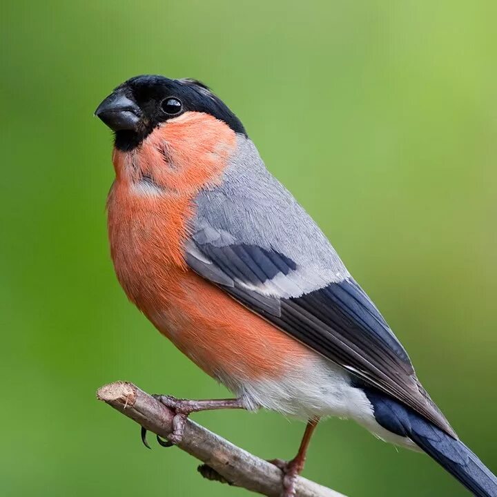 Тип снегиря. Белогрудый снегирь. Окрас снегиря. Желтоспинный снегирь. Красноголовый снегирь.