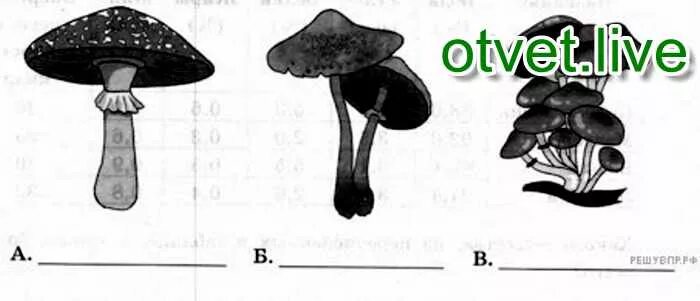 Грибы впр таблица. Ниже приведены изображения грибов. Грибы из ВПР. Ниже приведены изображения грибов указанных в таблице. Грибы изображение из ВПР.