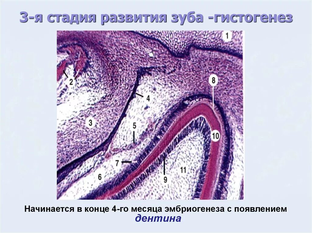 Стадии развития зуба. Гистогенез зуба гистология. Гистогенез пульпы зуба. Поздняя стадия развития зуба гистология препарат. Дентин препарат гистология.