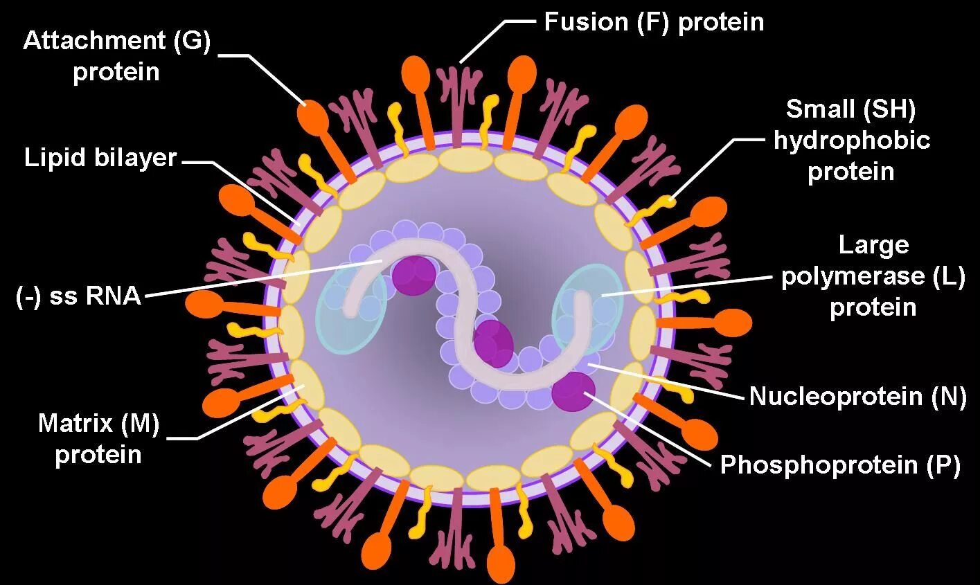 Respiratory virus